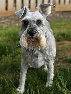 Bella Chief Treat Inspector