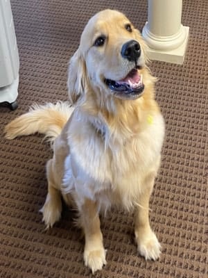 Bocas the office mascot