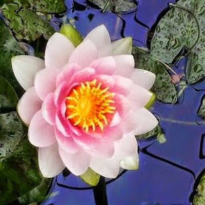Nancy Tompkins