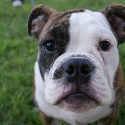 Grooming Haven Pet Salon and Boutique, LLC