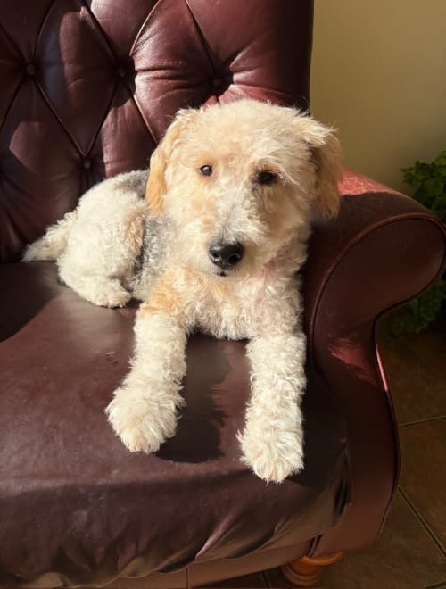 Leo – Pella Photo