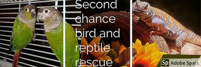 Second chance bird and top reptile rescue