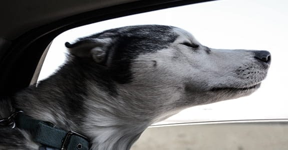 dog_in_car_575x300