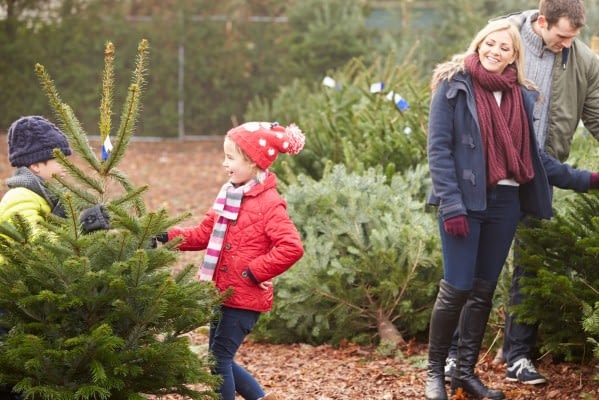 Caring for a Christmas tree is important.