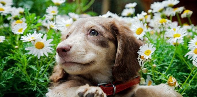 Household Items That Can Be Dangerous to Pets