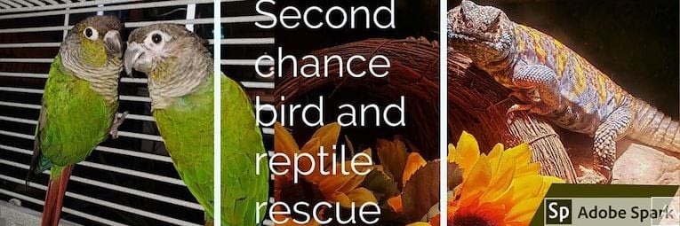 Second Chance Bird and Reptile (1)