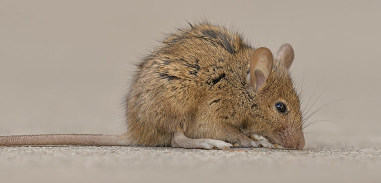 The Unwanted Passenger: Handling a Mouse Living in Your Car