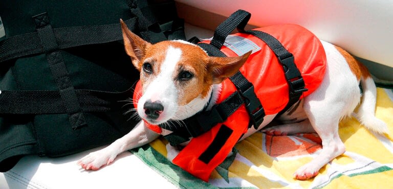 10 Safety Tips for Boating With Dogs
