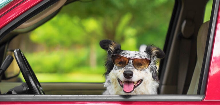 Protect Your Pets from Hot Cars