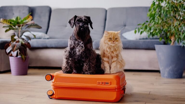 A Guide to Pet Safety When on Vacation