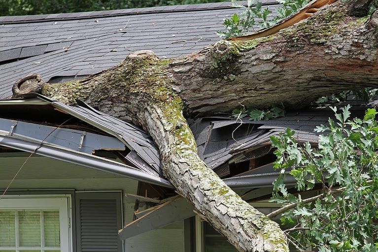 Tree damage claim complexities