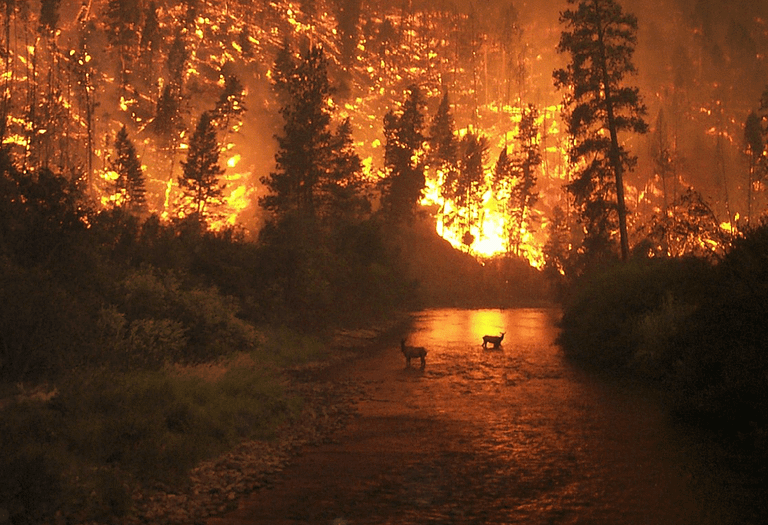 Wildfires and the California real estate market