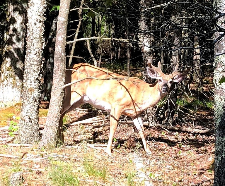 Beware of Deer When Driving