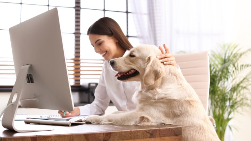 Home Office Insurance 81326 Woman working from her home office with her cream golden retriever by her side