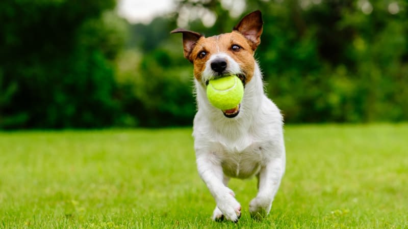 Pet Liability Insurance 82526 Dog running with tennis ball