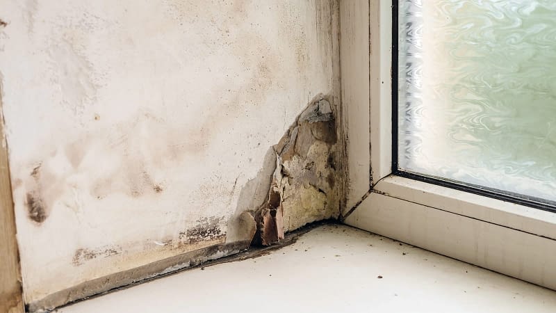 Wall mold damage