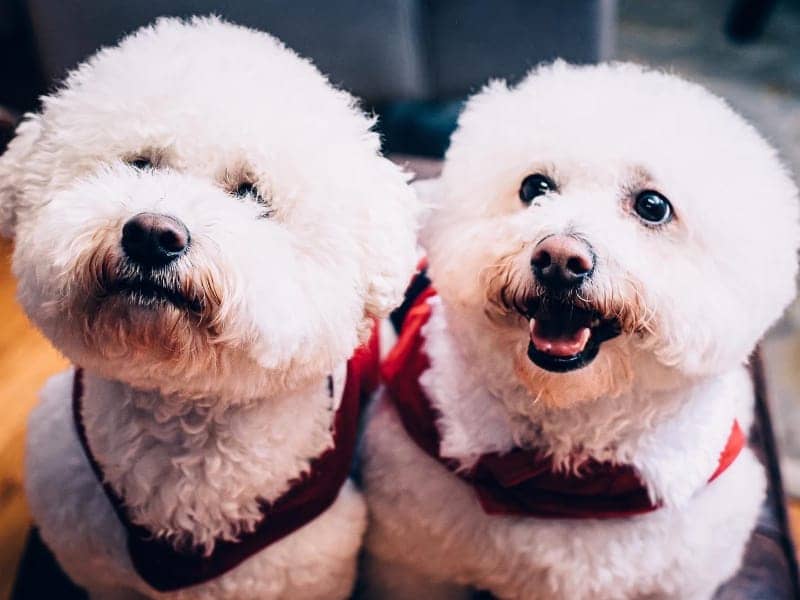 Finn and Q Headshot