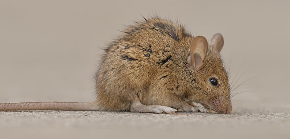 mouse-damage-large-1