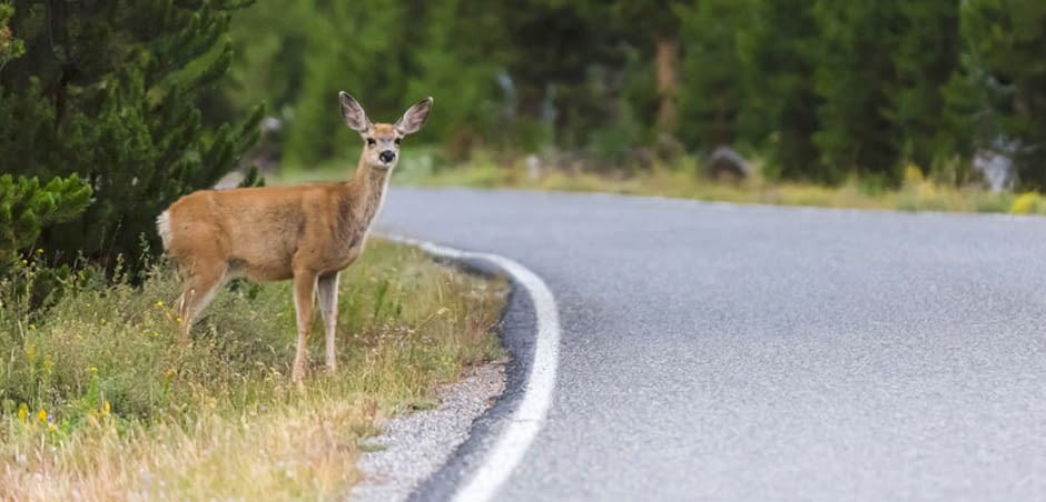 deer-large