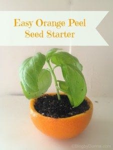 Easy-Orange-Peel-Seed-Starter