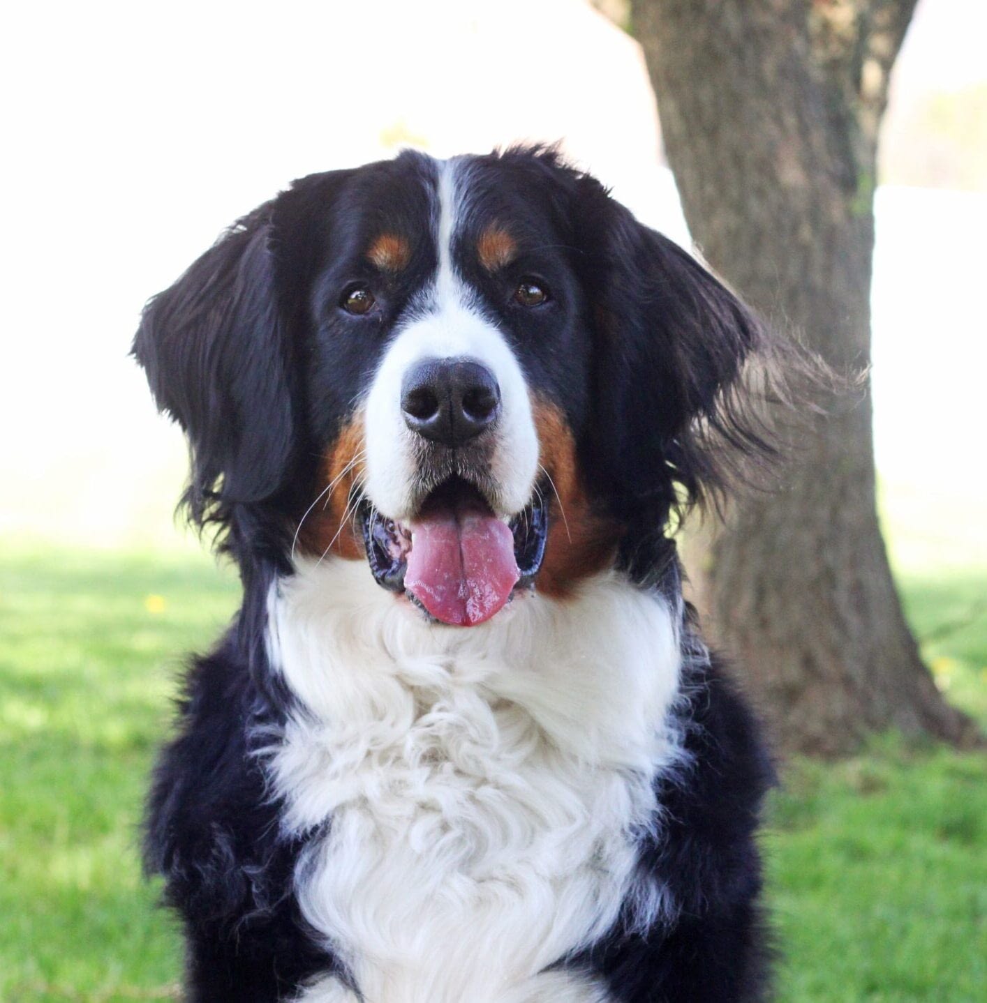 Shiloh