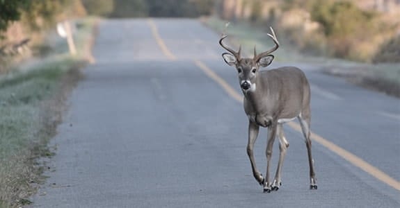 What to do when you hit a deer with your car