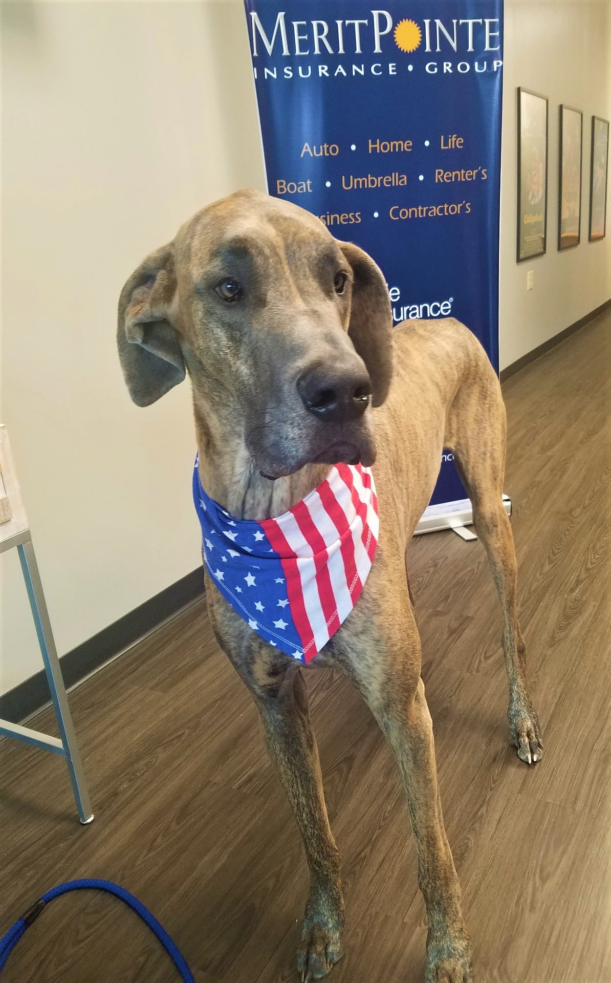 Patriotic Clyde