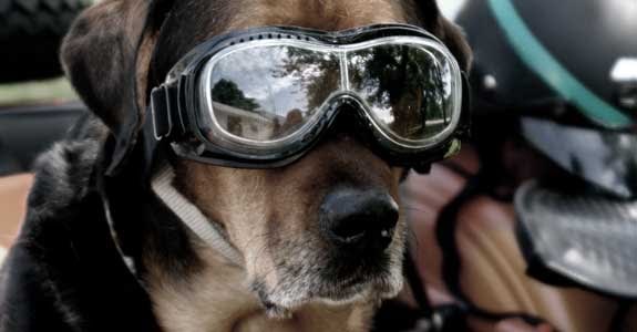 Ride your HOG because you love your dog: Celebrate National Dog Week