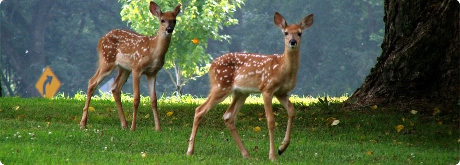 Three Ways to Spot Deer on Rural Roads