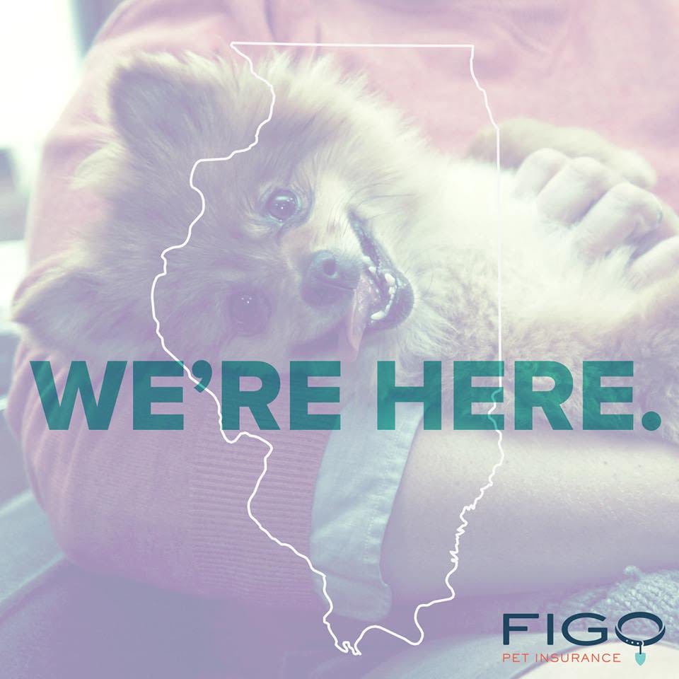 FIGO Pet Insurance Pardridge Insurance Agency, Inc.