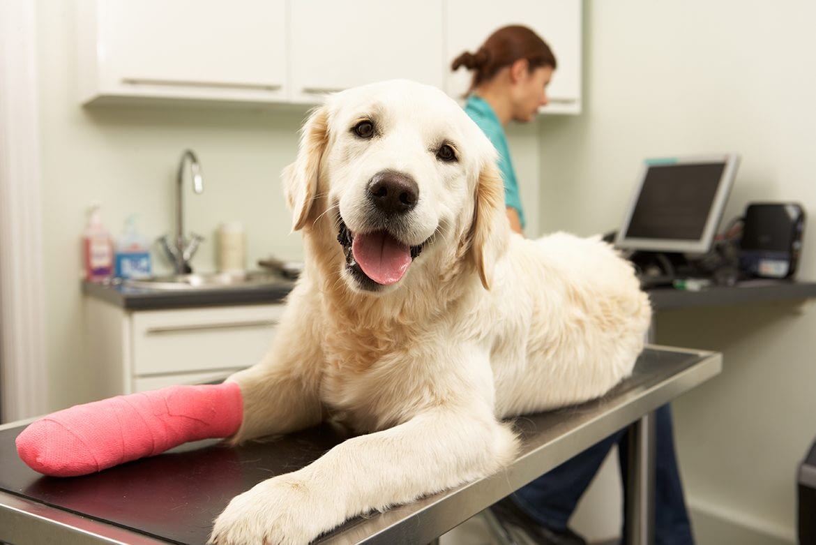 Dog with broken leg 