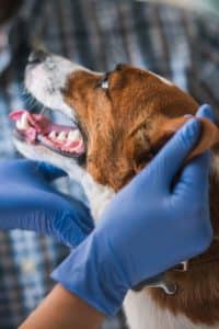 a happy dog looking at a vet
