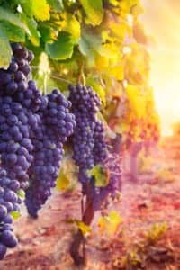 Many bunches of ripe grapes on the vine at a vineyard.