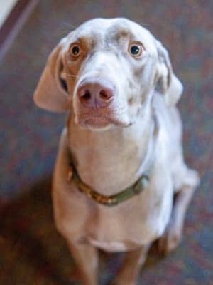 Gander Gander headshot